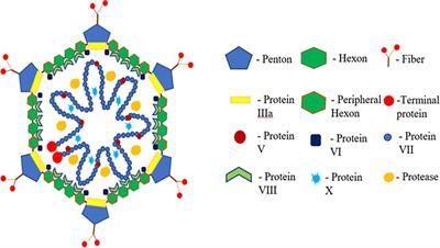 Systems approach to design multi-epitopic peptide vaccine candidate against fowl adenovirus structural proteins for Gallus gallus domesticus